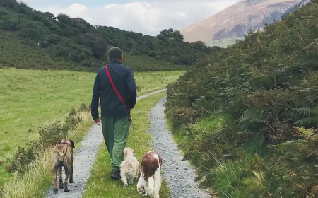 Dog Training Deeside: Encouraging Better Behavior and Stronger Bonds