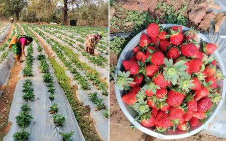 Strawberry Farming: A High-Value Fruit Cultivation for Modern Farmers