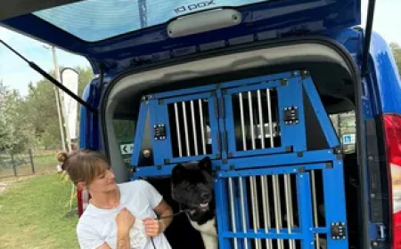 How Scheduled Transport Improves Pet Health Care