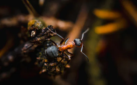 Benefits of Choosing Pet-Friendly Pest Control in Houston