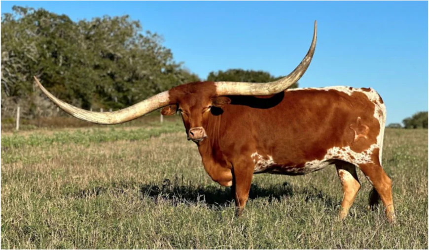 Raising Texas Longhorn Brood Cows: Tradition Meets Toughness
