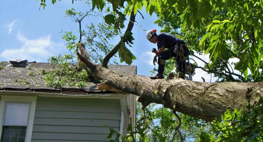 Local Tree Service Vancouver WA: Ensuring Health, Safety, and Beauty for Your Trees