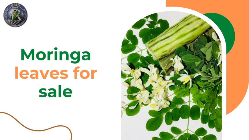 Why Buying Moringa Leaves for Sale from Royal Agri Is a Better Choice