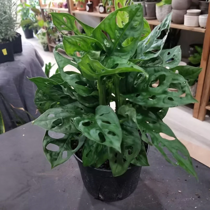 How Indoor Air Purifying Plants Boost Your Mood and Energy