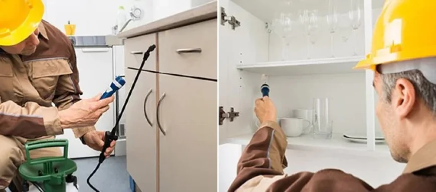 How Does Regular Pest Control Improve Your Home’s Safety and Comfort?