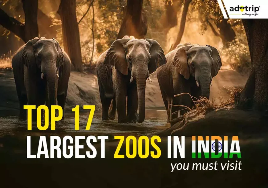 Budget-Friendly Zoos in India — Great Wildlife Experience Without Breaking the Bank