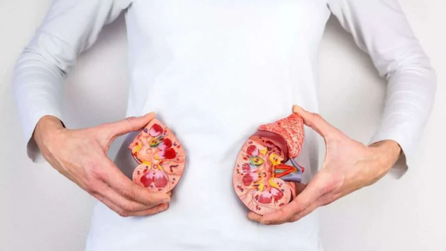 Chronic Kidney Disease : Complete Guide to Stage 2 & Stage 3