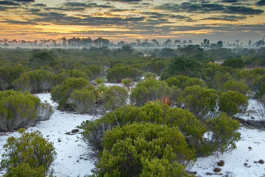 Scrub Jay Survey and Permitting in Florida