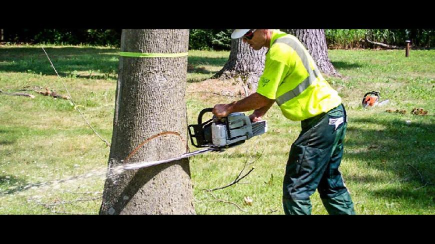 Seasonal Tree Care Challenges in Gap, PA and How Pros Handle Them