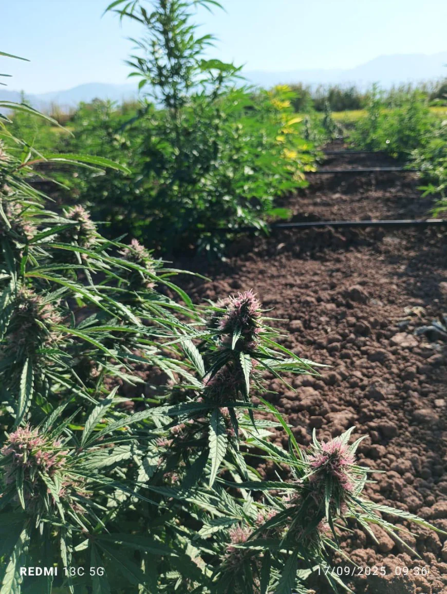 CBD Farmland Opportunities: A Smart Investment Path with Bloom Grove Investments