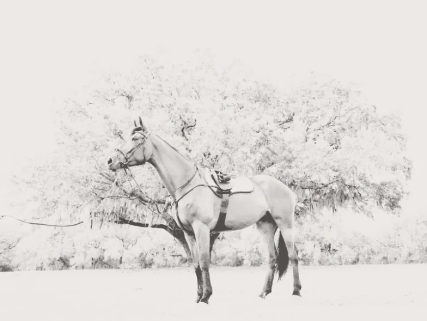 New to Showjumping? How to Select the Perfect Tack for Your Horse