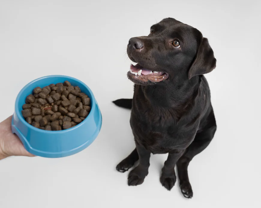 What Should I Look for When Choosing High-Quality Dog Food?
