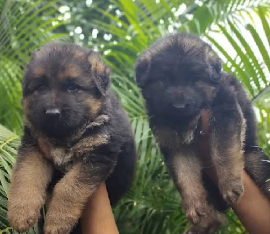 Best pet shop Dehradun