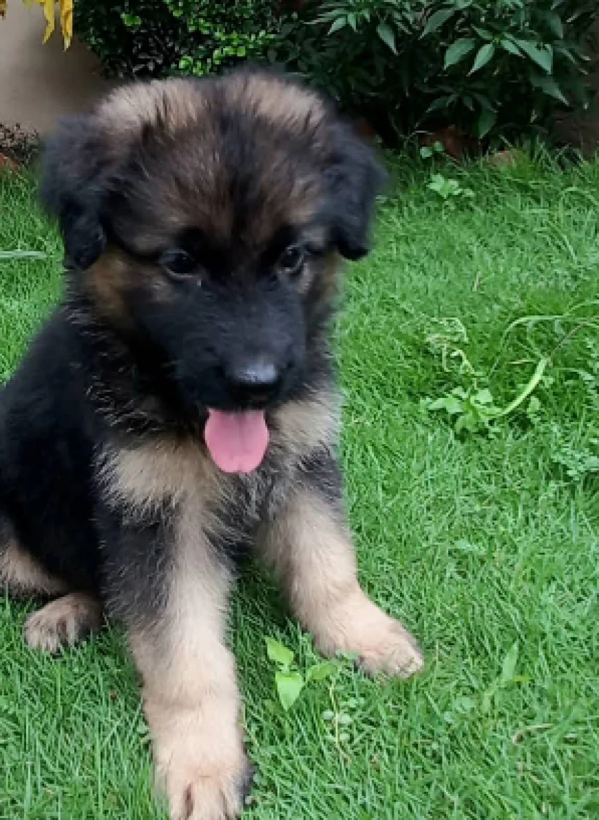 Best pet shop Dehradun