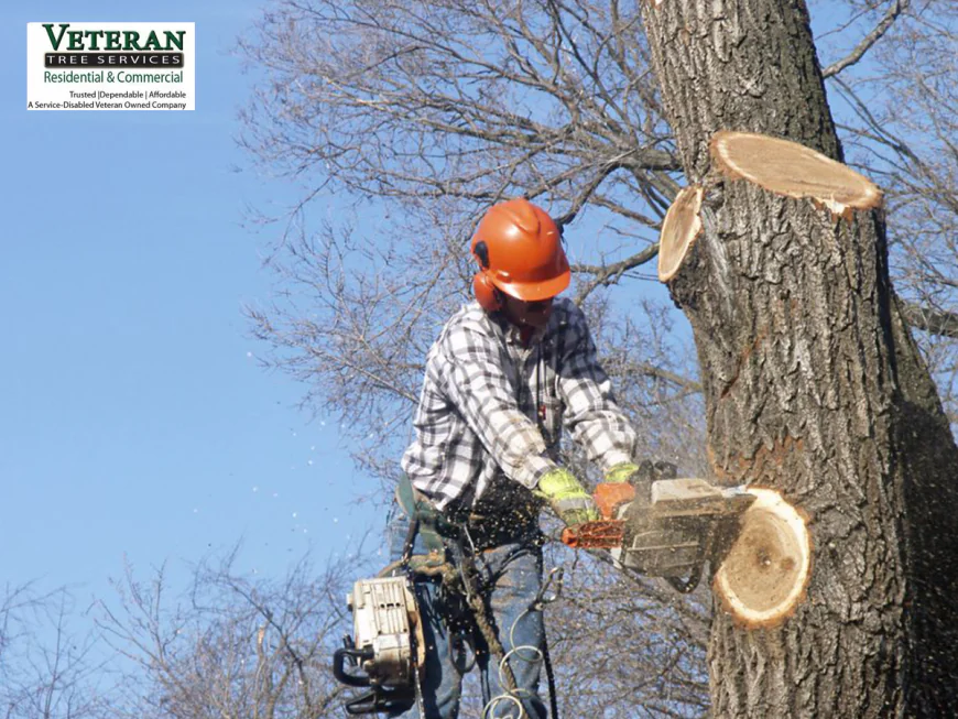 How Can Professional Tree Service in DC Protect Your Property?
