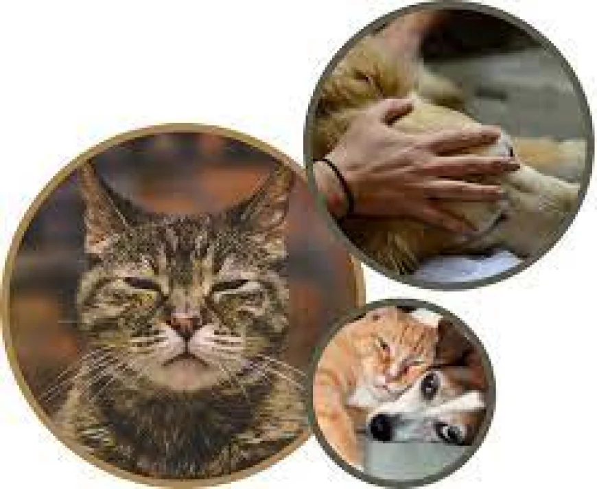 Helping Families Navigate Compassionate Pet Goodbyes