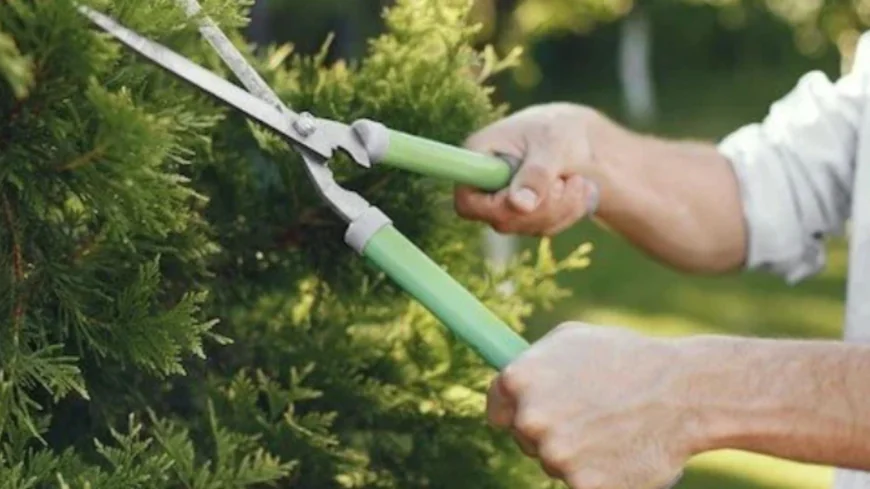 How To Keep Your Martha's Vineyard Lawn Green Through Winter