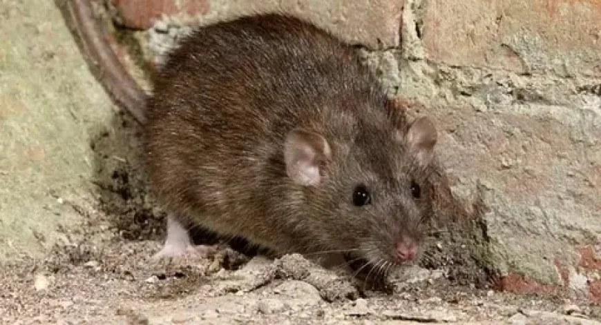 Rodent Control NYC for Buildings Facing Structural Damage