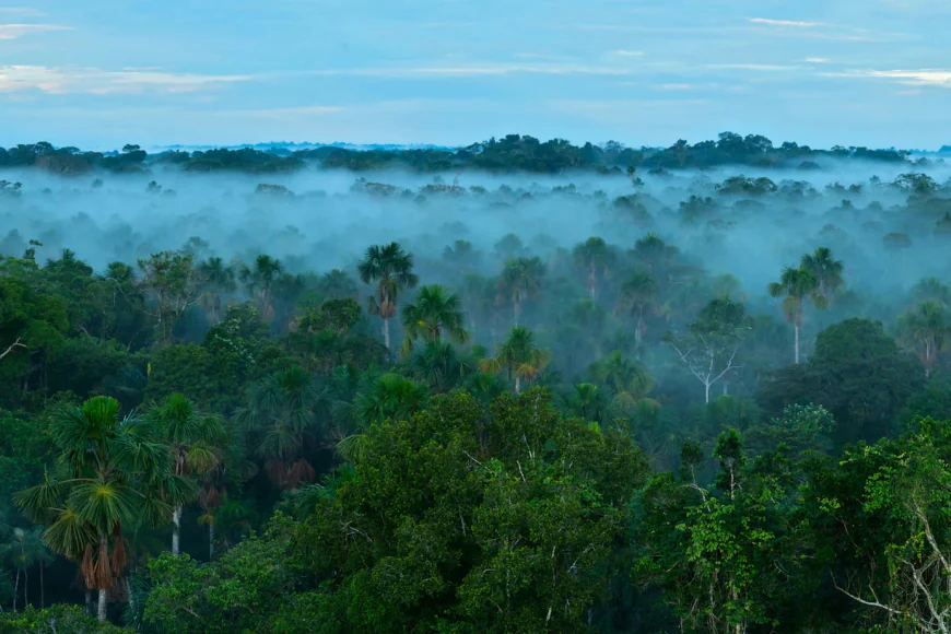 Amazon Rainforest Expedition: Exploring Manu’s Wonders