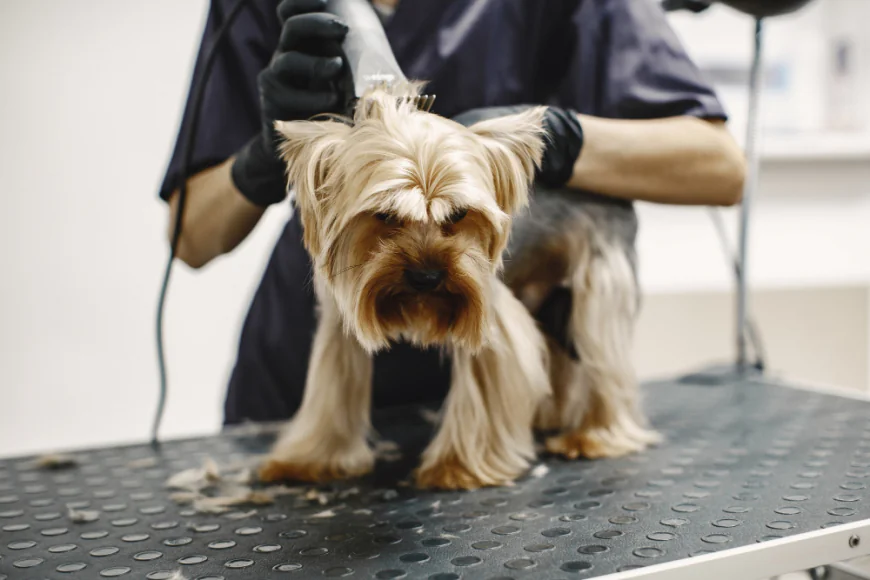 Dog Grooming Services in Abu Dhabi: What to Expect from a Professional Groomer
