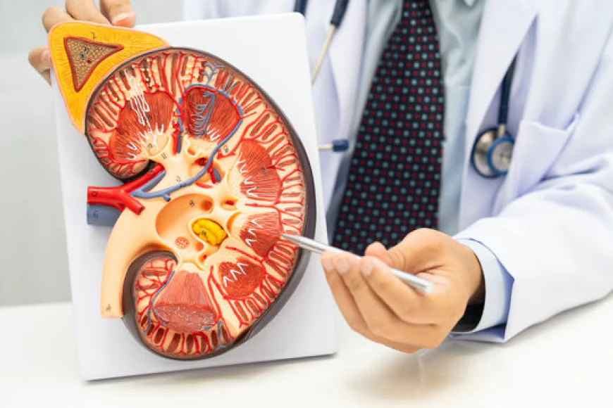 Best Ayurvedic Treatment for Kidney Diseases in USA