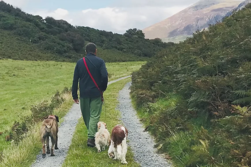 Dog Training Deeside: Encouraging Better Behavior and Stronger Bonds