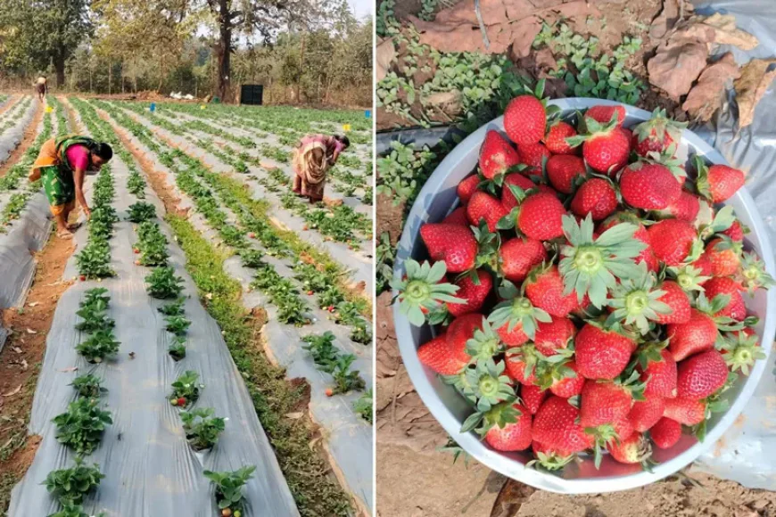 Strawberry Farming: A High-Value Fruit Cultivation for Modern Farmers