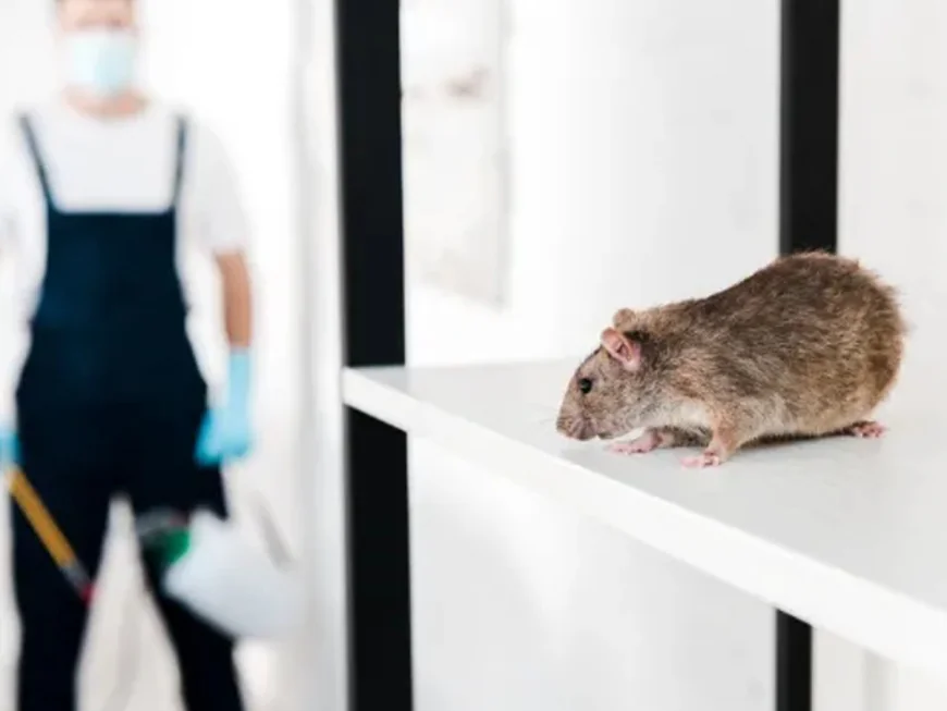 How Professional Rodent Pest Removal Helps Maintain Hygiene