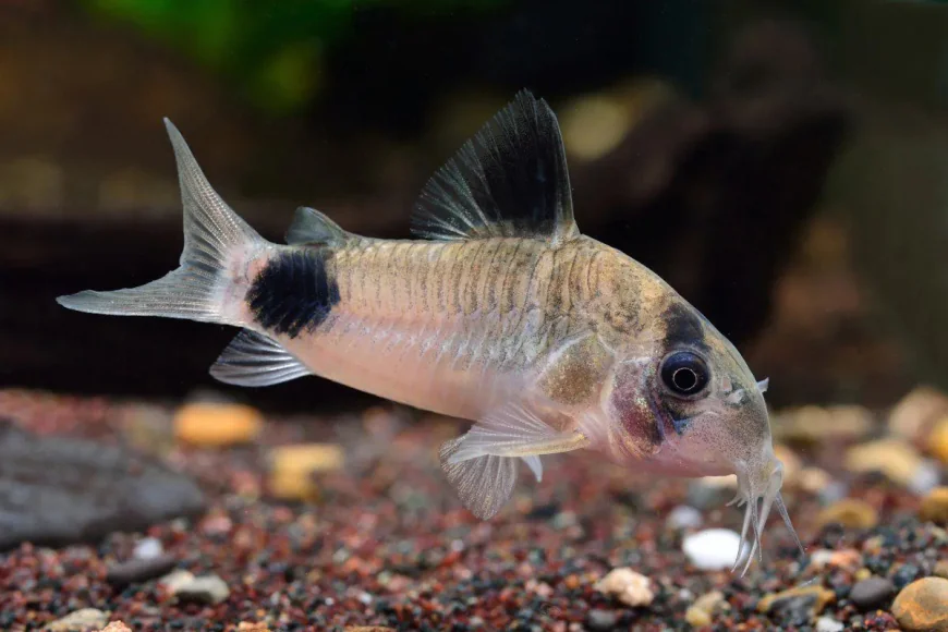 Why Chase Fish in Stores When They Can Swim to You?