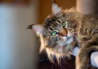 Maine Coon Kitten for Sale: What to Know Before Adoption?