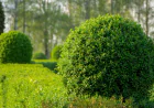 How Proper Hedge Shaping Enhances Yard Appearance
