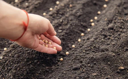 India Seed Treatment Market Report 2025 | Growth, Trends & Demand by 2033