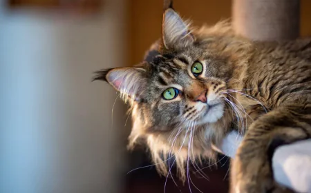 Maine Coon Kitten for Sale: What to Know Before Adoption?