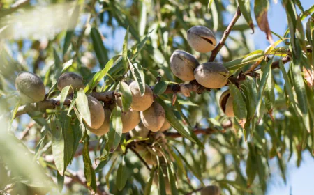 Almond Farming Guide: From Land Preparation to Profitable Harvest
