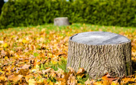 When Should You Grind a Tree Stump in Elkhart? Seasonal Tips and Best Timing?