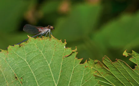 How Can Springtail Bug Control Keep Your Basement or Kitchen Pests Free?