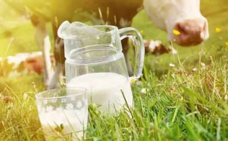 Dairy Industry In Karnataka Outlook, Growth & Demand Forecast 2025-2033