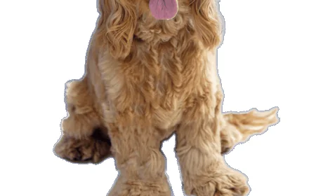 How Heat and Humidity in Dubai Affect Pet Heart Health