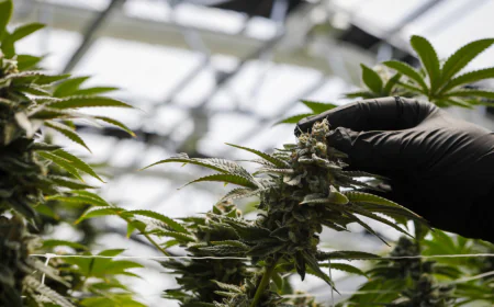 Cannabis Holiday Discounts in DC You Can Enjoy Without Leaving Home