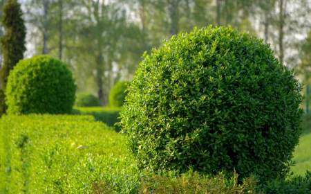 How Proper Hedge Shaping Enhances Yard Appearance