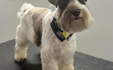 Doggy Daycare Brooklyn A Complete Guide for Happy Pets