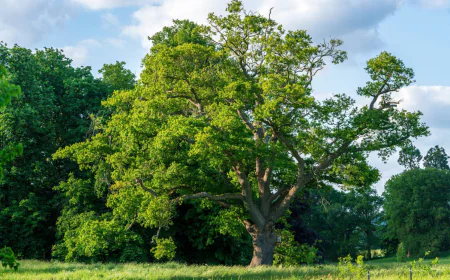 Heritage and Grand Tree Assessments in Florida