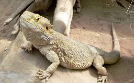 Understanding Bearded Dragons as Popular Reptile Pets