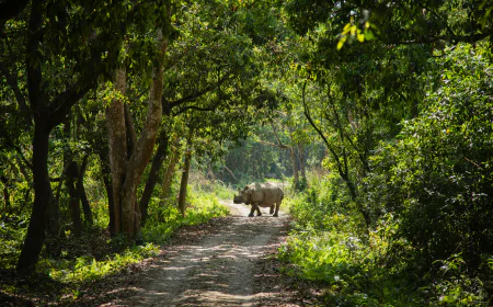 Why Chitwan Safari Is One of Nepal’s Most Exciting Travel Experiences
