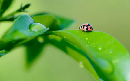 Why Pest Control Services in Houston Matter for Homes and Businesses?