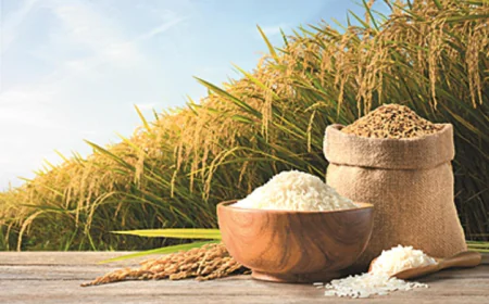 How India’s Basmati Rice Exporters Lead Premium Rice Trade Worldwide