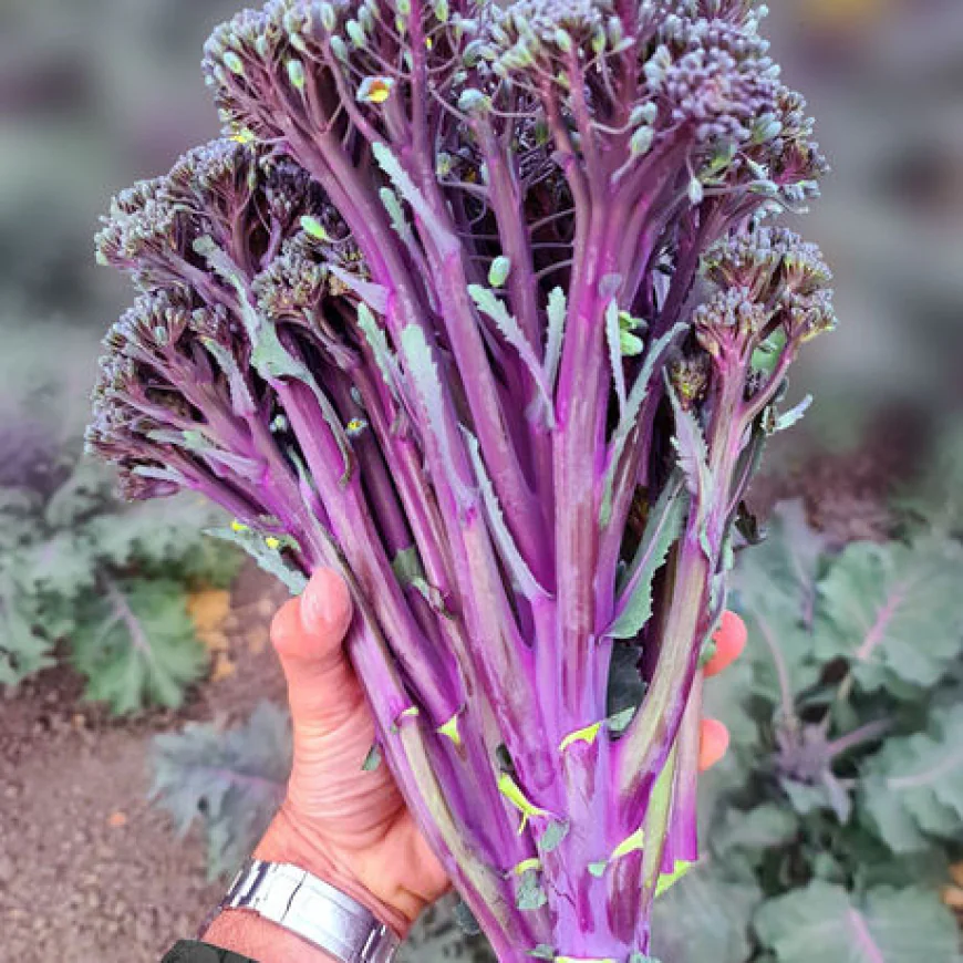 Broccoli Purplelicious: Bold Tender Greens for Garden Joy