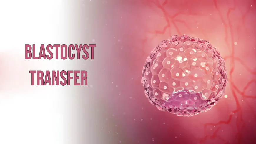 What Is Blastocyst Culture?