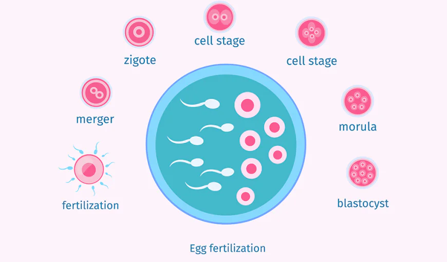 What Is Blastocyst Embryo Transfer?
