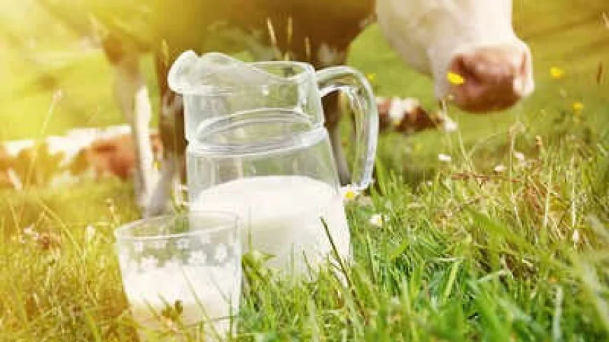 Dairy Industry In Karnataka Outlook, Growth & Demand Forecast 2025-2033
